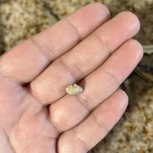 Cement rock I almost swallowed in my bean burrito!!!!