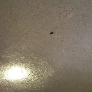 On the ceiling.  It's the size of my thumb. It's outside on their padio so that's not their fault but ewww