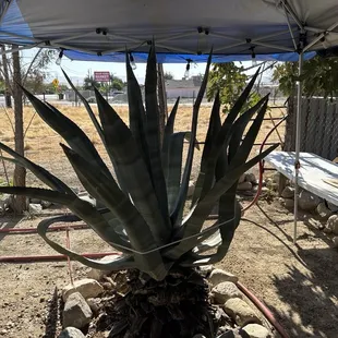 Outside plant