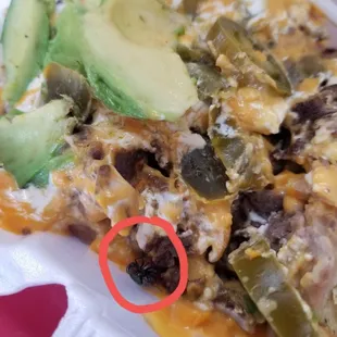 FLY IN MY NACHOS!!!!