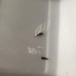 two flies on a white surface