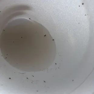 Bugs in horchata