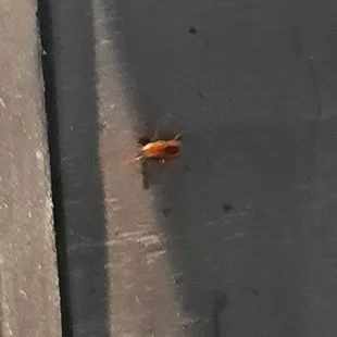 Roach!