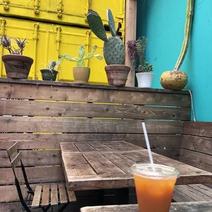 5/25/2024 apricot fresca chilling with the plants in back patio