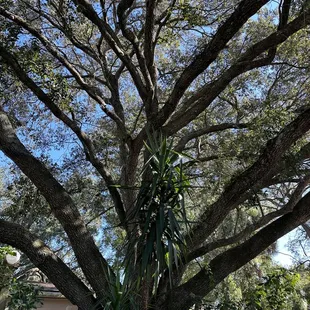 Legitimately one of the most gorgeous oak trees in the back of the parking lot that gives incredible amount of shade and serenity.