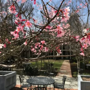 pink blossoms on a tree