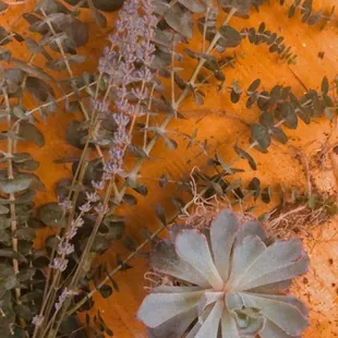 a succulent on a cutting board