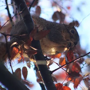 Resident squirrel
