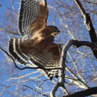 Resident red shouldered Hawk