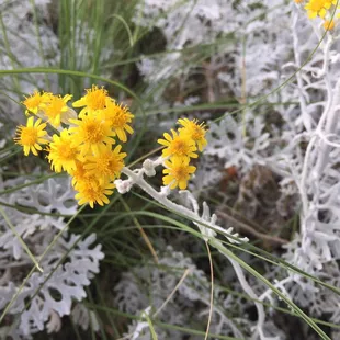 Cute flowers at the park :)