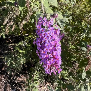a purple butterfly bush