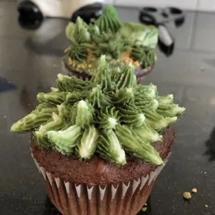Succulent cupcakes