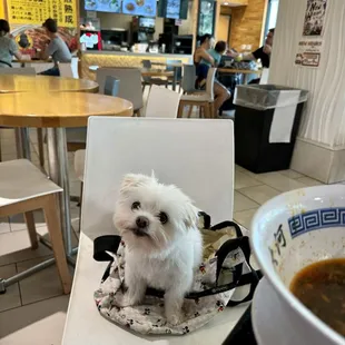 ramen and noodles