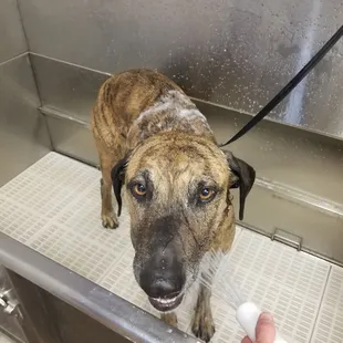 Hooray new bath place! Tired of paying $30+ to get clean at PetSmart!