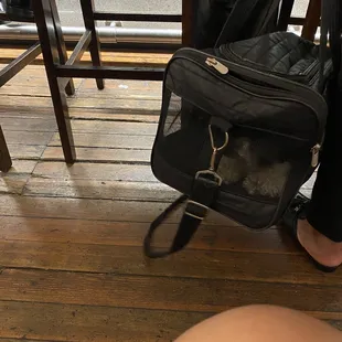 Dog at a formal event