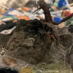 Chromatopelma cyanopubescense (green bottle blue tarantula)