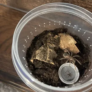 Lasiodora parahybana (salmon pink bordered sling)