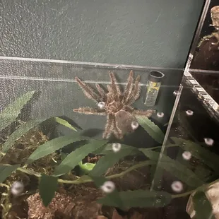 Tlitocatl albopilosus (curly hair tarantula)