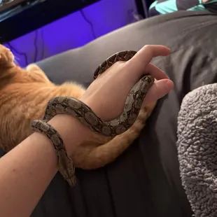 Central American Red Tail Boa