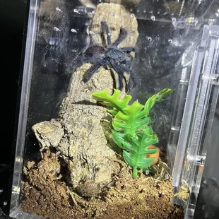 Avicularia avicularia (pink toe tarantula)