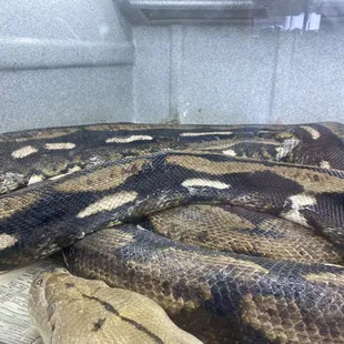 The condition of this snake is sad. They need to care for these animals