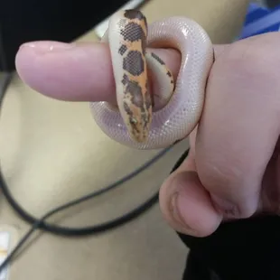 Some truly beautiful animals, so well taken care of! Helped my friend pick out this sand boa yesterday