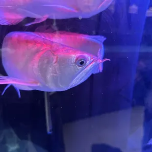 An Arowana fish