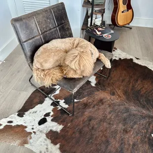 a dog sleeping on a chair