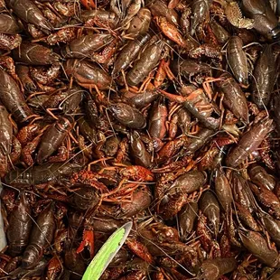 Crawfish