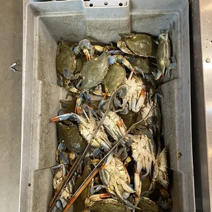 Live crabs