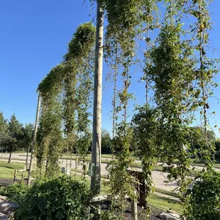 Beautiful hops around the outdoor venue
