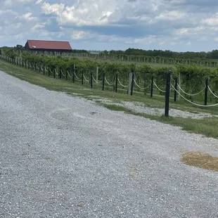 Vineyard