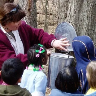 Collecting Sap from a Maple Tree