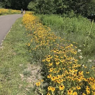 Beautiful walking path