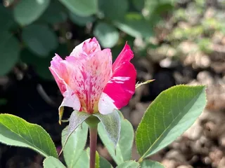 Lyndale Park Rose Garden
