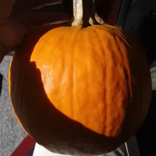 B/O/G/O PUMPKINS! Can U say, "FRESH pumpkin pie"?