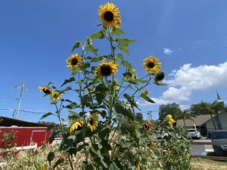 Sweetwater Organic Community Farm
