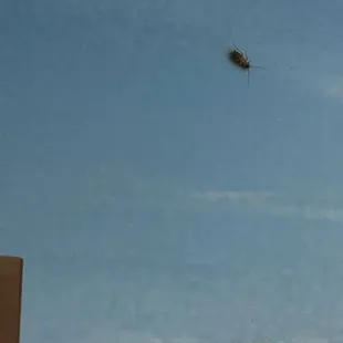 Roach