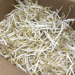 Fresh Bean Sprouts