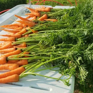 A majority of our ingredients come direct from local farms like these carrots from Oldham County.