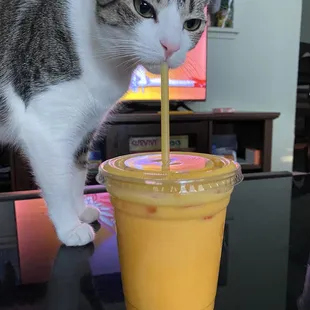 Kitty likes Mango Lassi