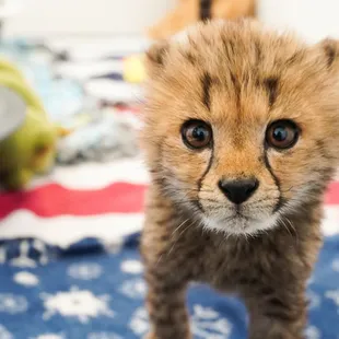 Cheetah cub at Tanganyika Wildlife Park
