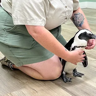 Penguin meet and greet