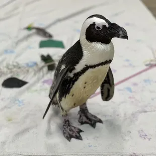 Penguin meet and greet experience!