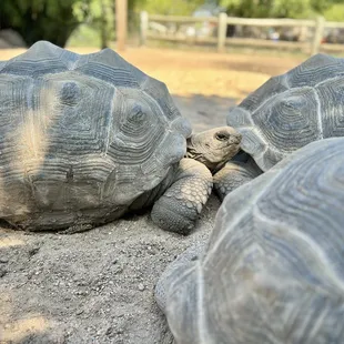 Tortoises