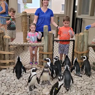 Penguin feeding