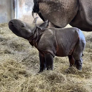 Baby Indian Rhino born at Tanganyika Wildlife Park