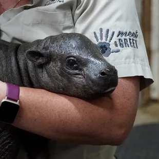 Baby Hippo at Tanganyika Wildlife Park