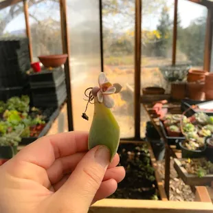 a hand holding a plant in a greenhouse