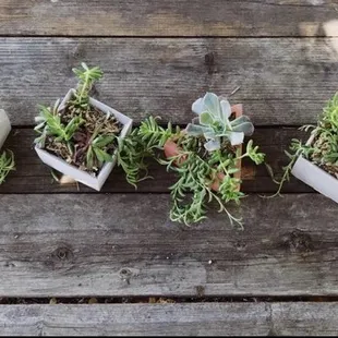 Succulent Classes